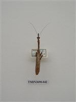 藏品(螳螂)的圖片